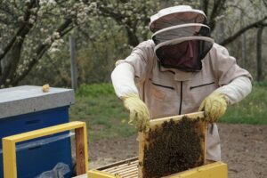 The journey of manuka umf honey from hive to jar